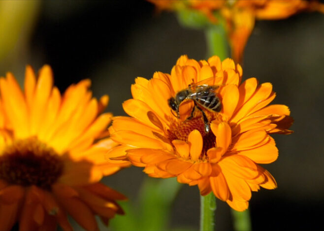 Activix cvijet nevena 658x470